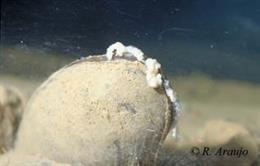 Ejemplar de M. Aricularia liberando masas de gloquidios