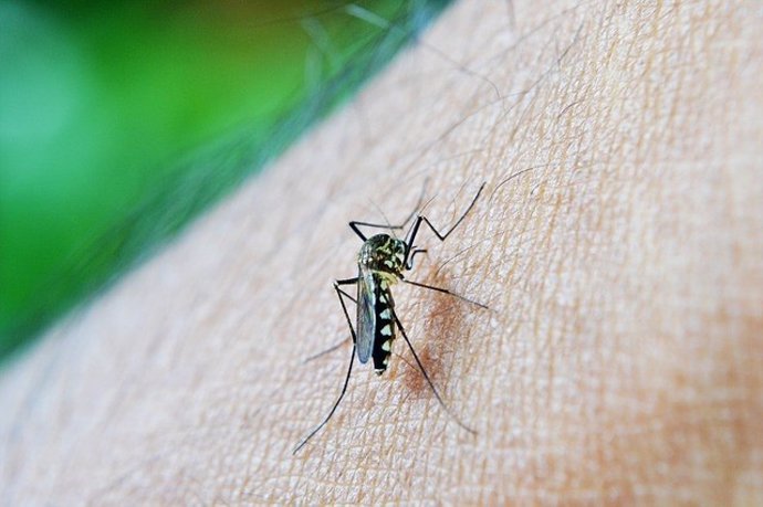 Imagen de un mosquito causante del dengue. 
