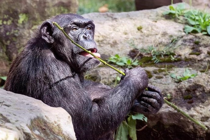 Ximpanzé en el Zoo de Barcelona
