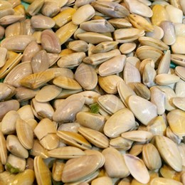 Valencia.- Autorizado el marisqueo de tellina en zonas de Gandia y Oliva tras re