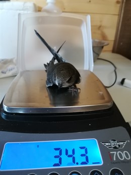 AMUS libera este sábado en Cornalvo aves recuperadas en su centro heridas por ca