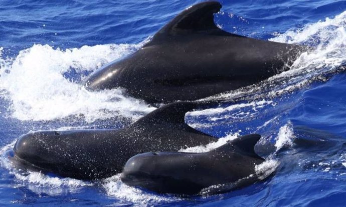 Imagen de varios ejemplares de ballenas piloto
