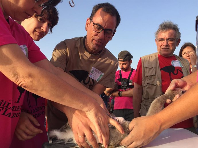 Huelva.- La Junta realiza el anillamiento de más de un centenar de pollos de fla