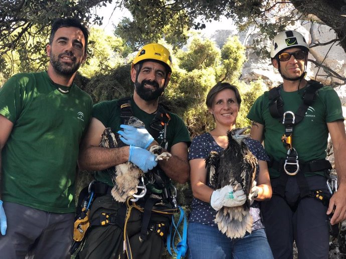 Jaén.- Marcaje de pollos en los nidos de alimoche en el Parque de Cazorla, Segur