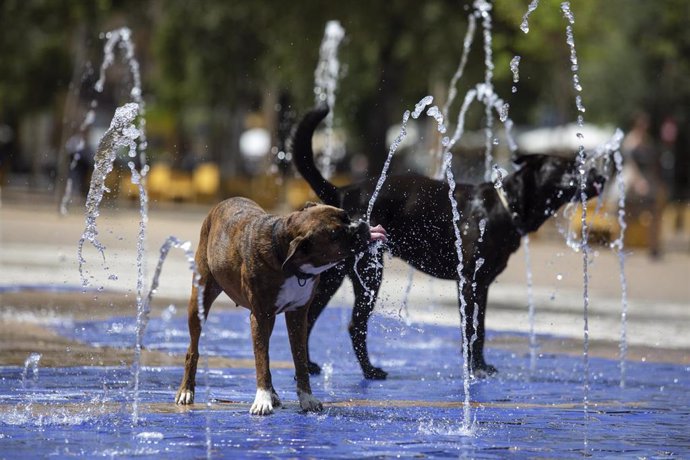 Imágenes de recurso de subida de temperaturas en la segunda semana de Julio 2019.. Perros refrescándose en la Alameda de Hércules.