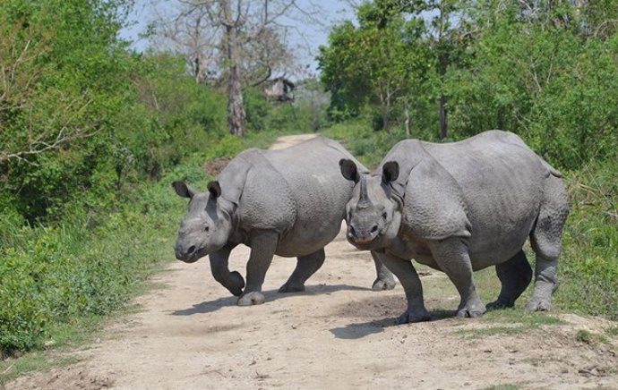 Dos ejemplares de rinoceronte unicornio en el Parque Nacional Kaziranga, en India