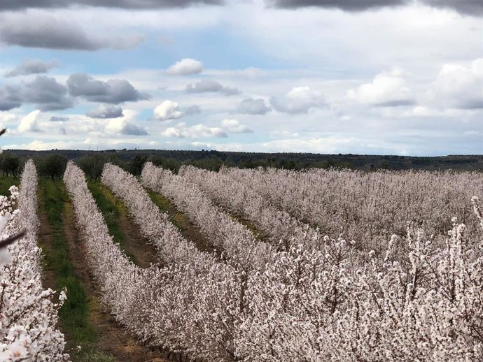 Campo de almendros en Aragón.