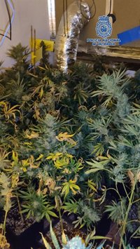 Tres detenidos en Málaga tras desarticular dos puntos de venta de droga e incautar 180 plantas de marihuana
