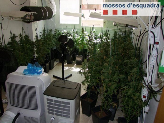 Plantació de 60 plantes de marihuana en un pis d'Amposta (Tarragona).