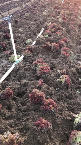 Imagen de una huerta de la Comunidad de Madrid afectada por la presencia de jabalíes.