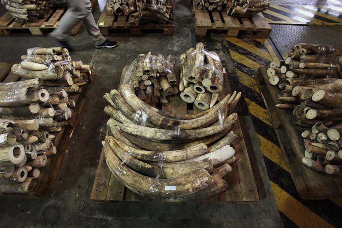 Cuernos de elefante incautados.