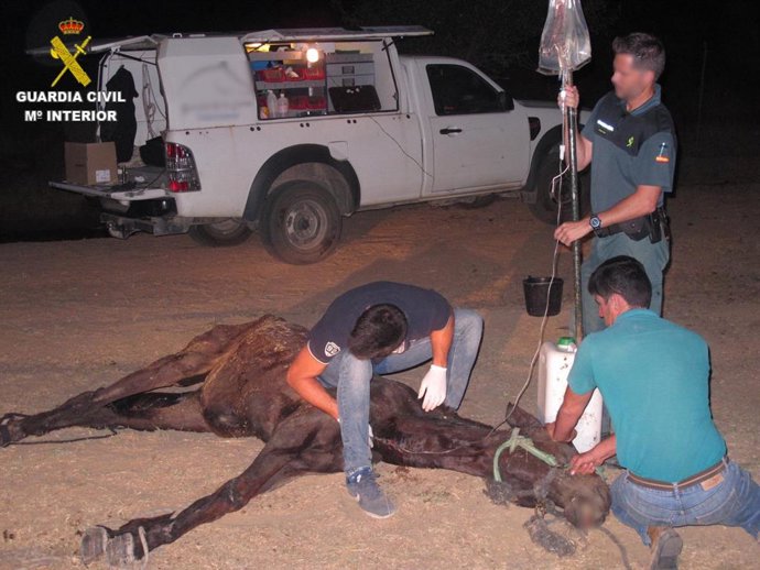 Huelva.- Sucesos.- Investigado en Almonte por maltrato animal el dueño de una mu