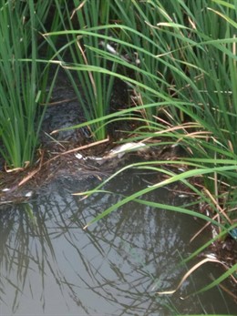 Uno de los peces muertos hallados en unos juncos en el río Esgueva.