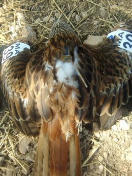 Ejemplar de milana muerta