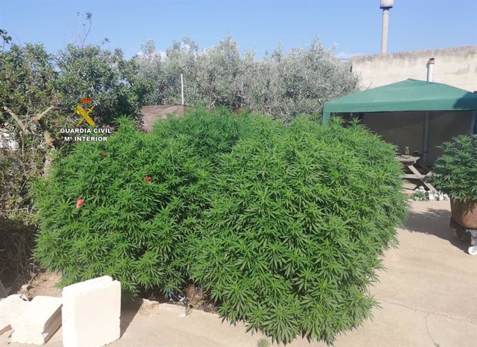 Plantas de marihuana localizadas por la Guardia Civil en una vivienda a las afueras de Campos (Mallorca).