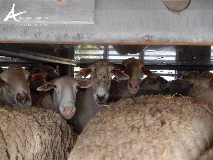 Transporte de ovejas en camiones