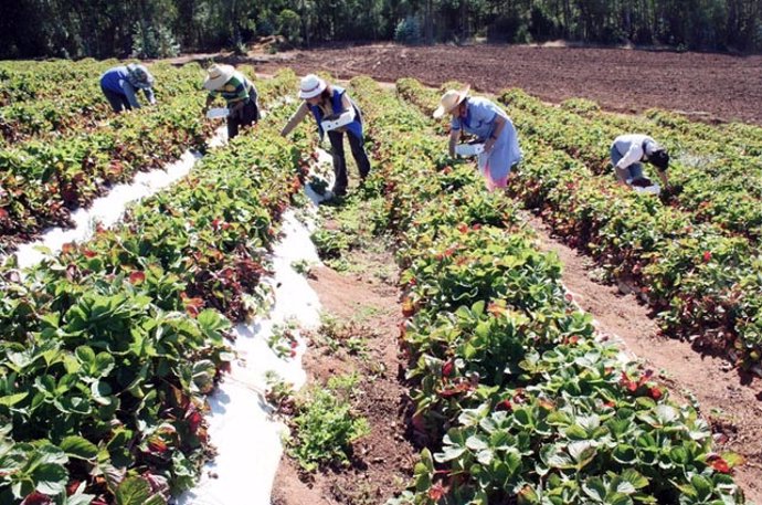 Trabajadores del campo, en una jornada de recogida.