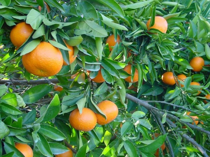 El acuerdo de libre comercio preocupa a los agricultores valencianos por el impacto, sobre todo, en cítricos 