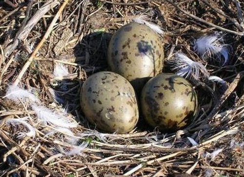 Huevos de gaviota