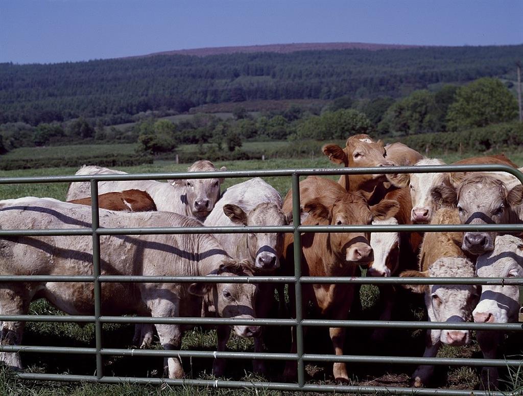 Los bebés que viven cerca de animales de granja tienen un sistema