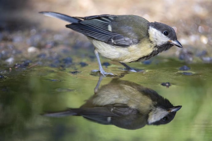 Los cambios climáticos son más rápidos que los animales