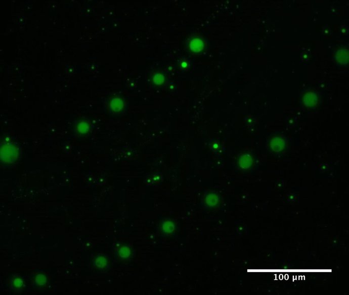 Microgotas de poliéster fluorescentes