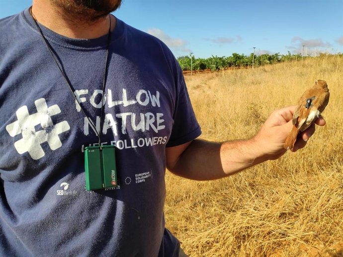 SEO/BirdLife marca alzacolas con emisores