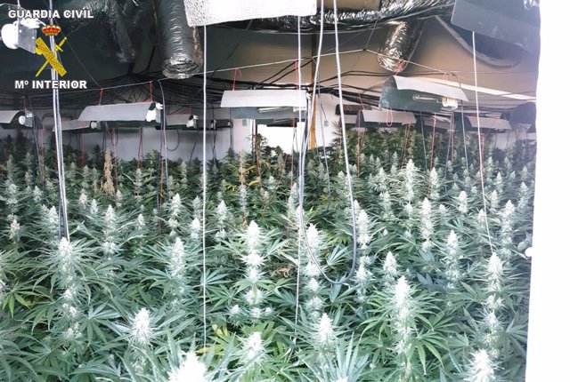 Plantación de marihuana intervenida en Granada