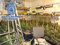Cinco detenidos en Sanlúcar de Barrameda (Cádiz) tras desmantelar dos cultivos con 810 plantas de marihuana