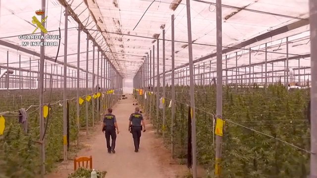 Uno de los invernaderos donde cultivaban la marihuana a gran escala.