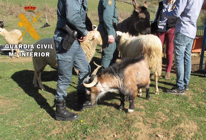 Cabras localizadas por la Guardia Civil en Navarra hurtadas en Portugal