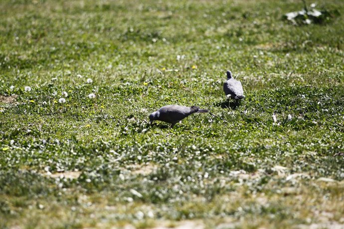 Naturaleza, pájaro, pájaros