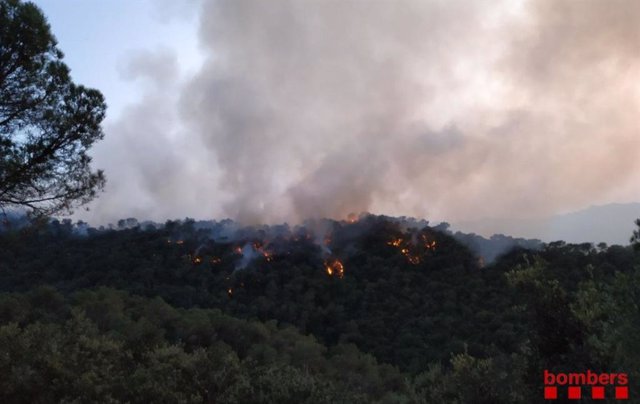 Varios árboles quemándose en un incendio forestal en Capellades (Barcelona)