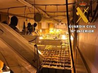 Detenido con un cultivo de 563 plantas de marihuana en un pub de Roquetas (Almería)