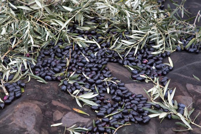 Cooperativas Agro-alimentarias Castilla-La Mancha estima una reducción de cosech