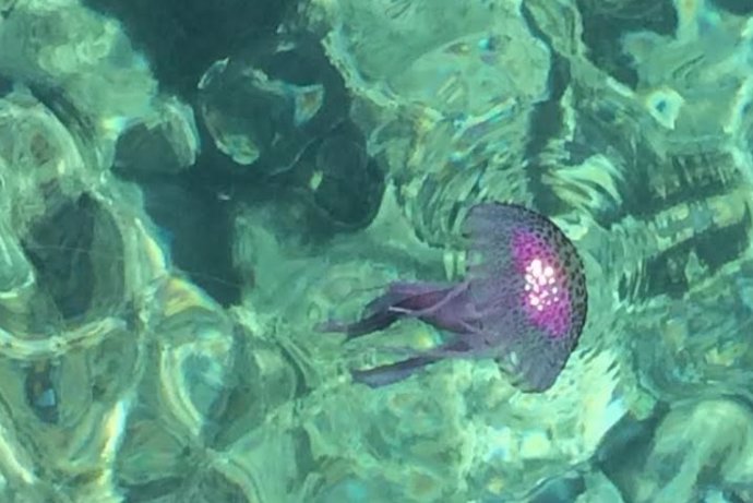 La nueva versión de Medusapp ofrece más información a los usuarios sobre la presencia de medusas en nuestras playas
