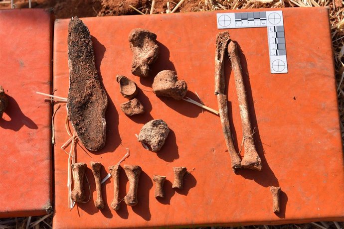Restos óseos encontrados en la fosa de La Riba (Soria).