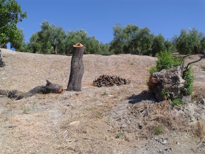Ejemplo de vegetación eliminada entre olivos