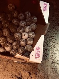 La Policía custodia a una tortuga que se acercó a una playa de Ibiza para depositar sus huevos