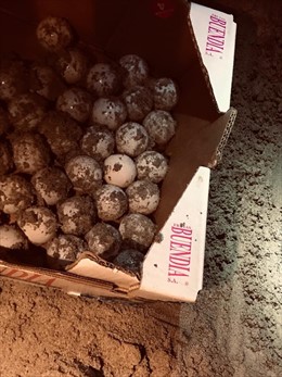 Ous de tortuga custodiats per la Policia d'Eivissa