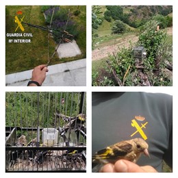 Jilgueros y jaulas intervenidas.