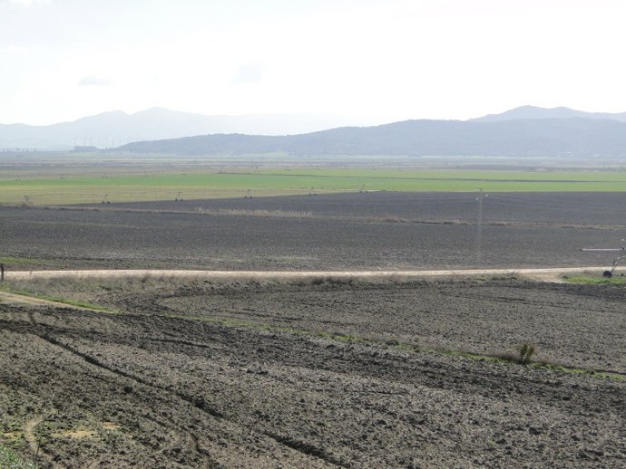 Terrenos de la desecada laguna de La Janda
