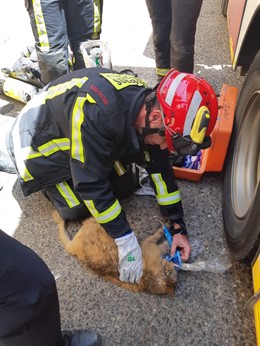Se encargaron de proteger a varios inquilinos del inmueble que quedaron atrapados en los pisos altos del bloque y rescataron también a una mascota.