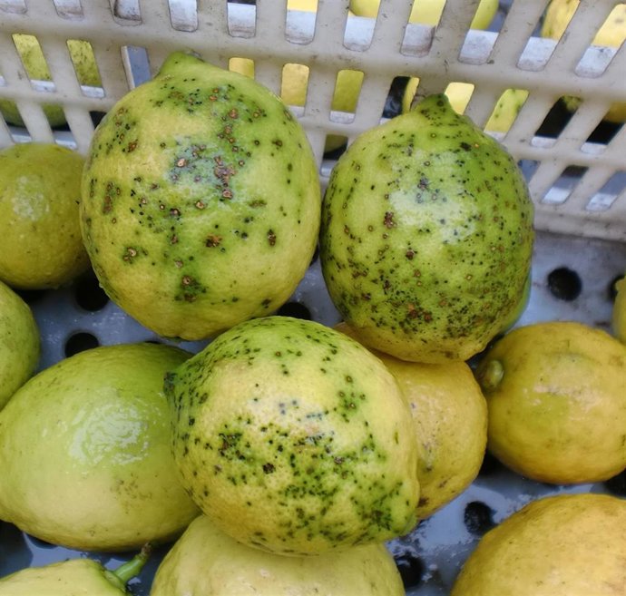 Limones dañados por mancha negra