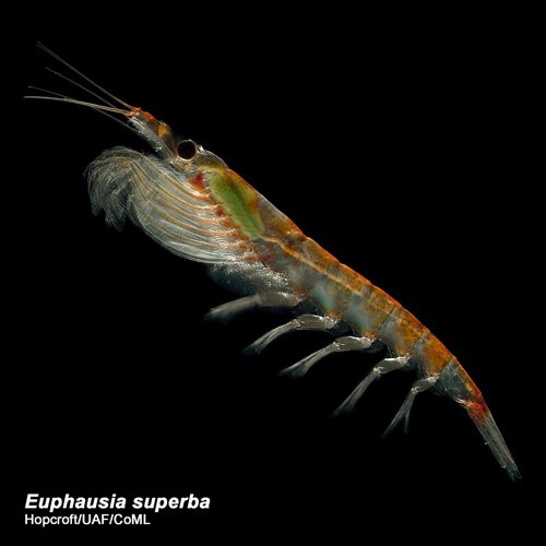 Krill antártico