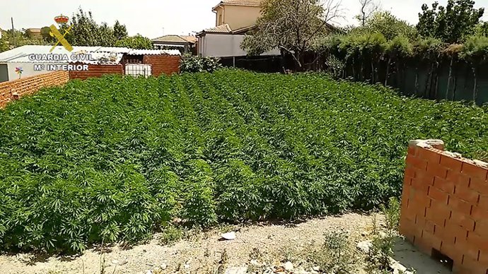 Plantación de marihuana descubierta por la Guardia Civil en Palomeque.