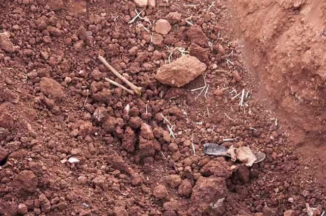Restos de huesos encontrados en la fosa de la Riba (Soria).