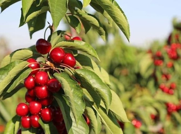 Alicante.- La producción de Cerezas de la Montaña baja hasta los dos millones de