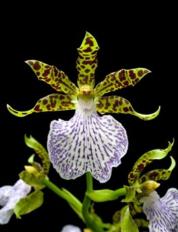 Colección de orquídeas. Zygopetalum mackaii.