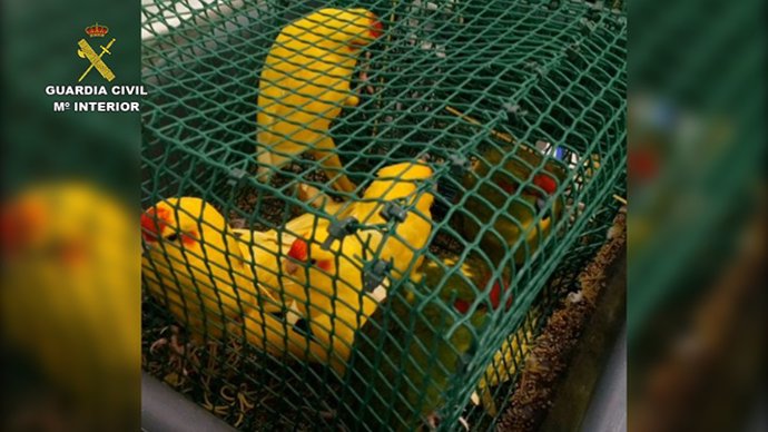 Sucesos.- Detectan más de 60 aves ocultas en dos maletas de un pasajero en el ae